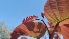 Pentacme siamensis, photograph Navapol Komanasin, CC BY, iNaturalist via GBIF