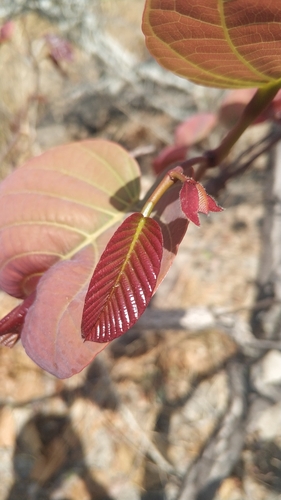 Pentacme siamensis, photograph 3