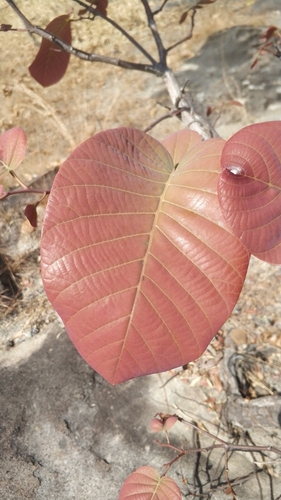 Pentacme siamensis, photograph 4
