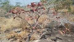 Pentacme siamensis, photograph Navapol Komanasin, CC BY, iNaturalist via GBIF