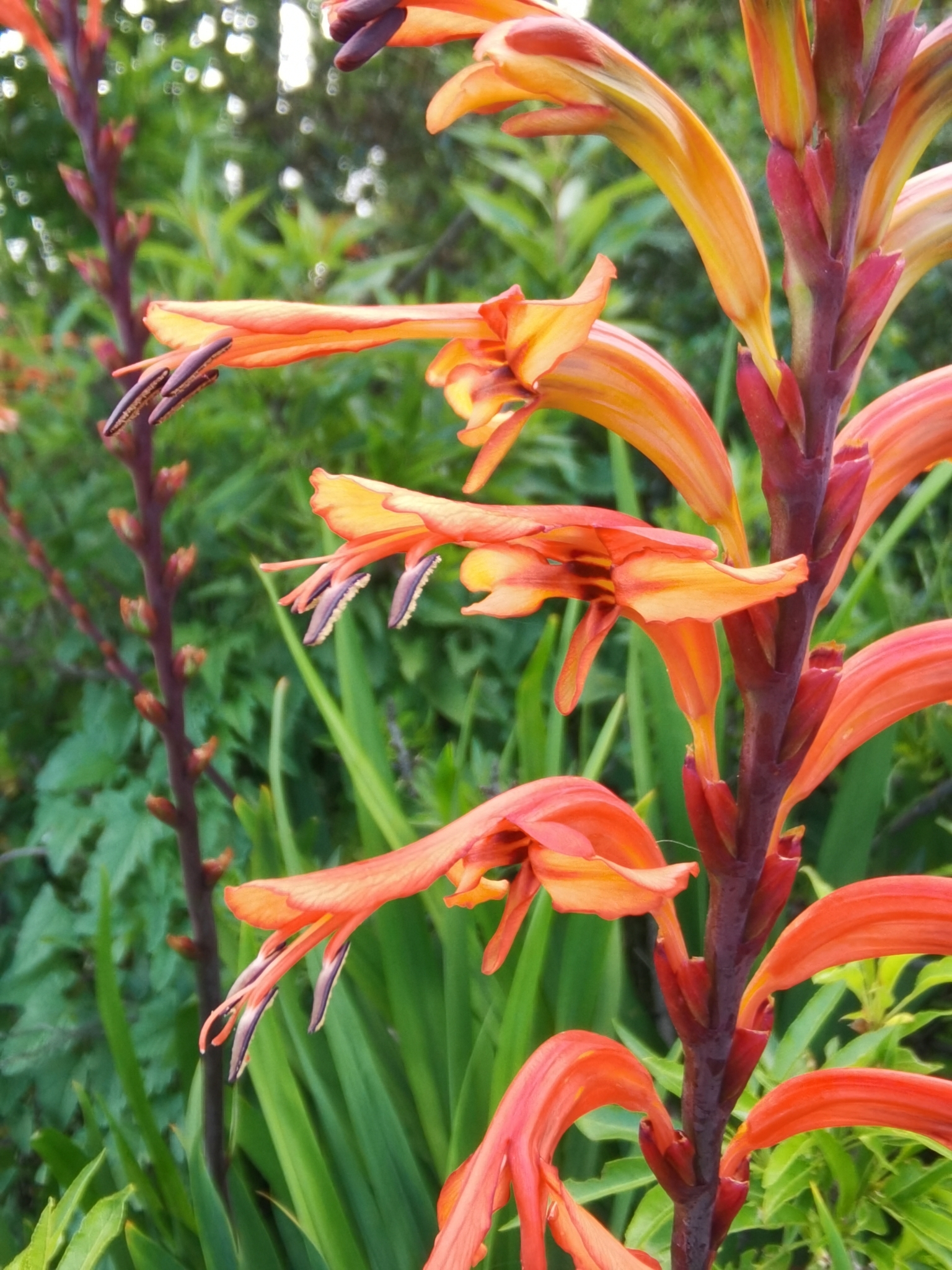 Chasmanthe floribunda