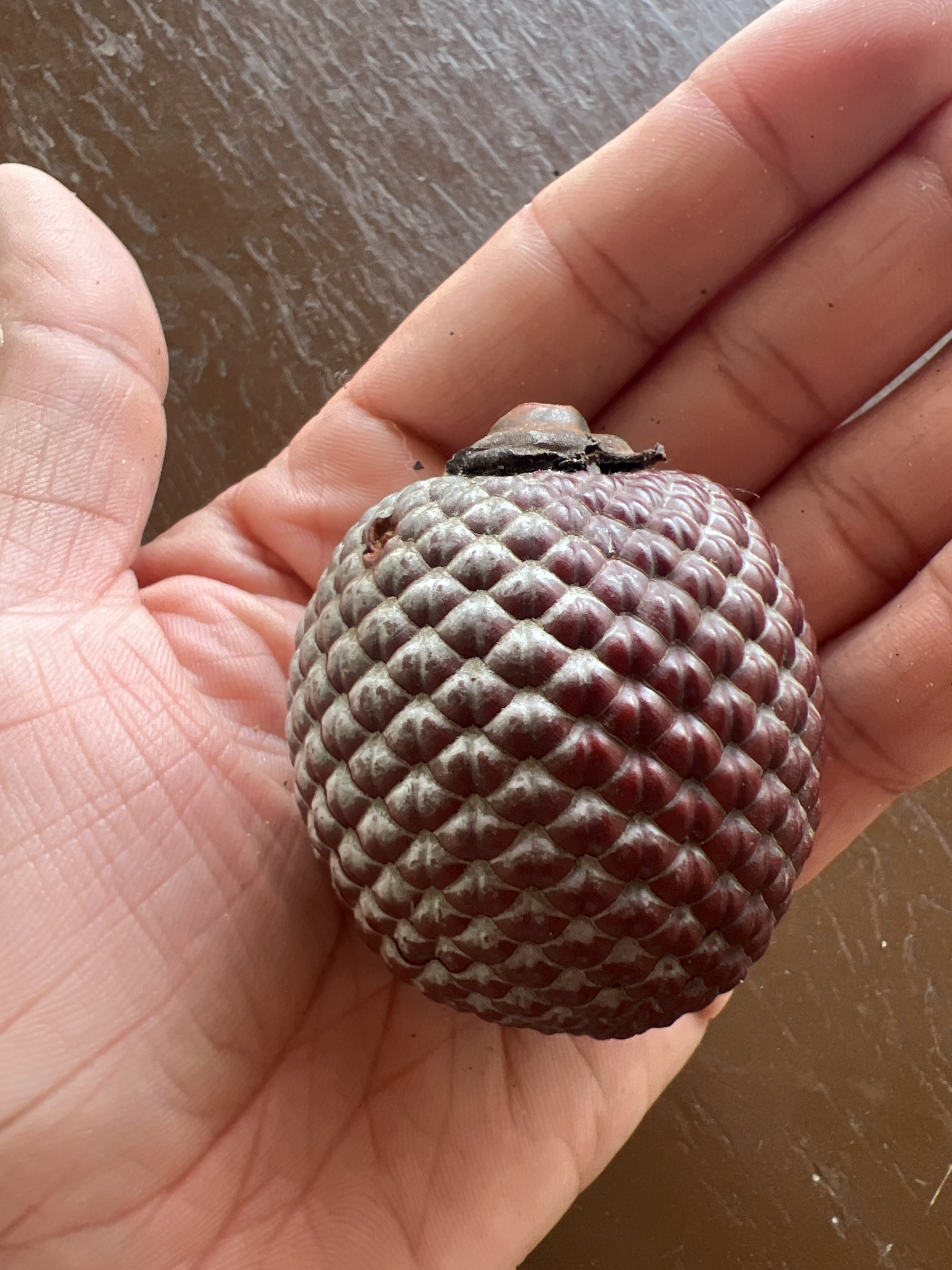 Mauritia flexuosa
