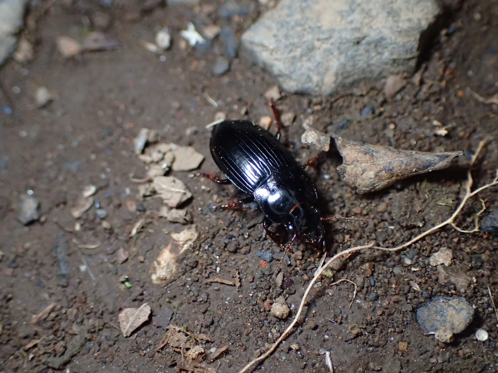 ハコダテゴモクムシ