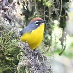 Myioborus brunniceps