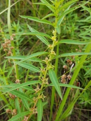 Ludwigia polycarpa