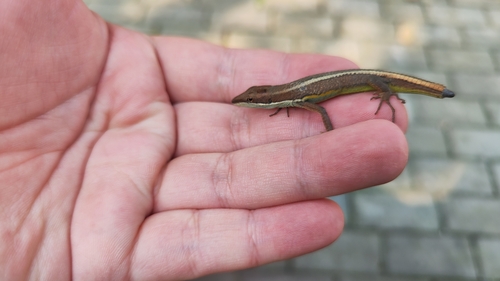 Takydromus intermedius