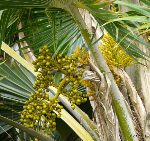 Pritchardia hillebrandii