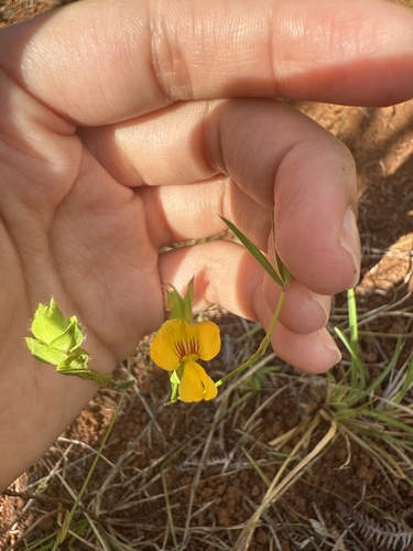 Foto de Maconha-brava