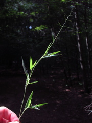 Dichanthelium meridionale