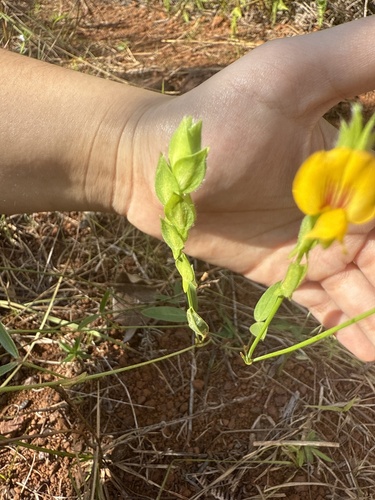 Foto de Maconha-brava