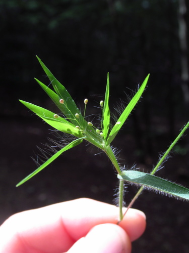 matting rosette grass (Dichanthelium meridionale)