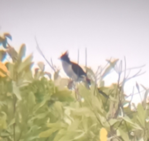 Pied Cuckoo