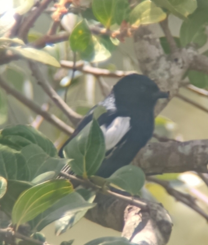 White-winged Black Tit