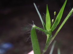 Dichanthelium meridionale