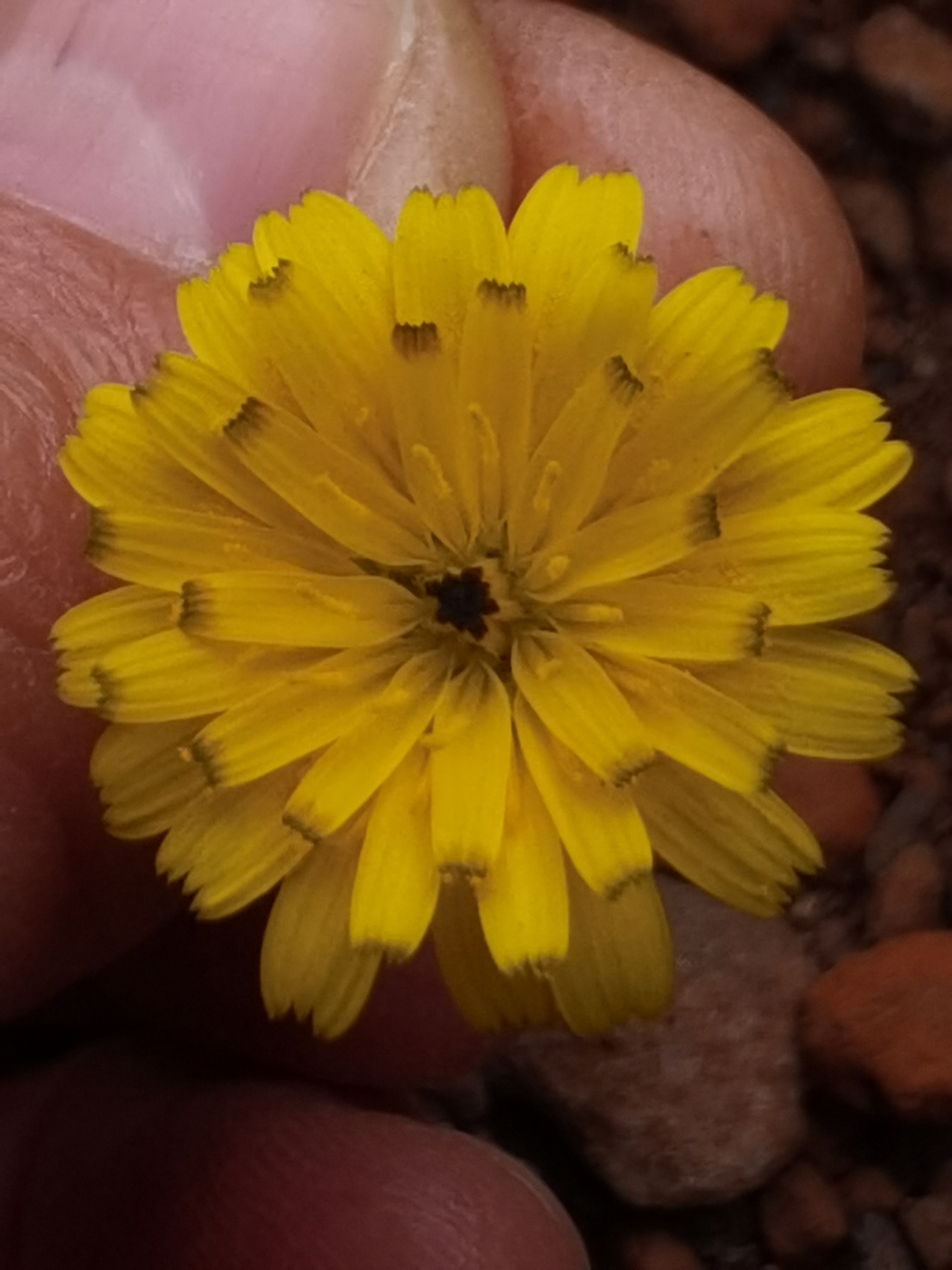 Hedypnois rhagadioloides