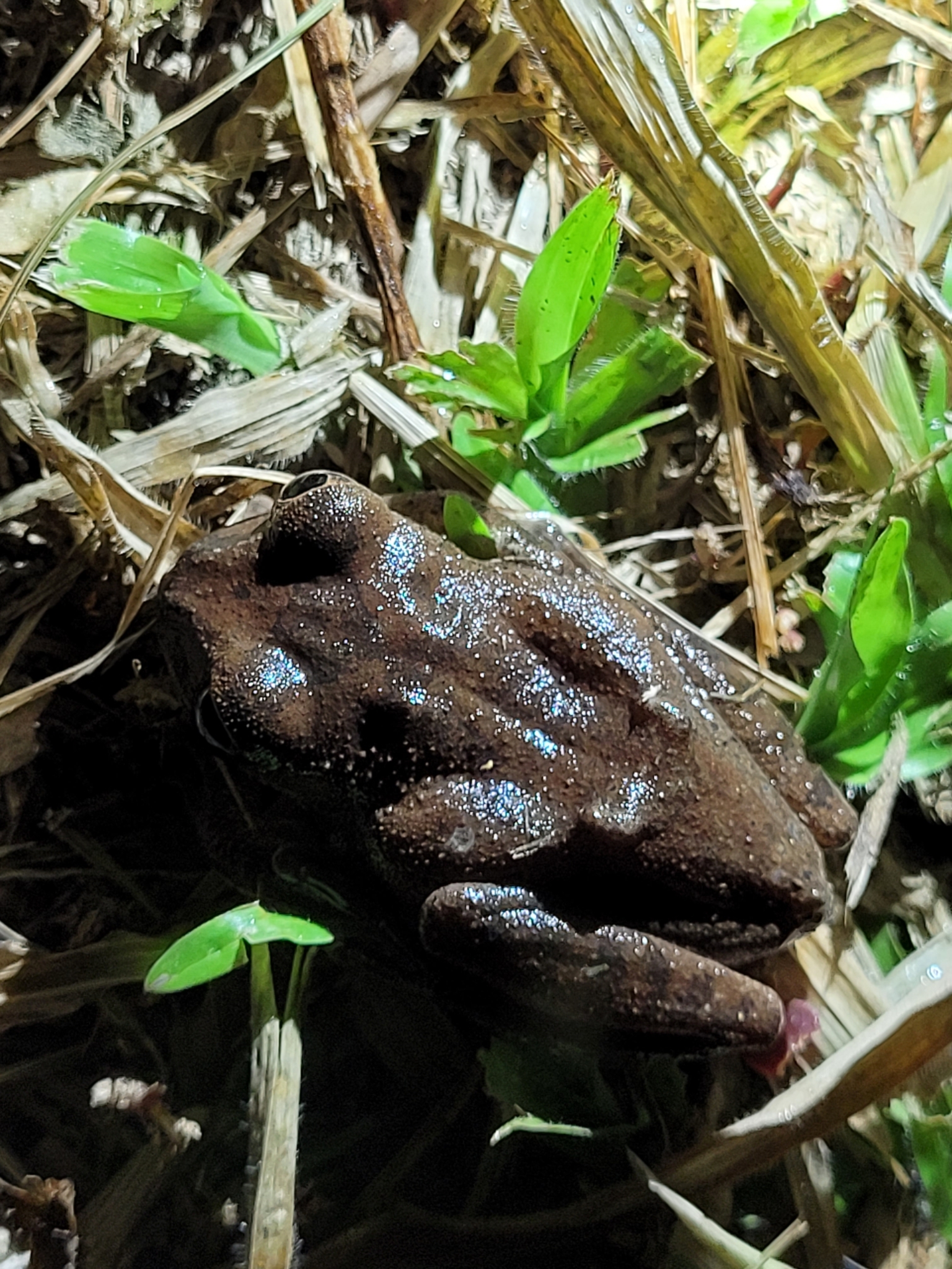 Leptopelis aubryi (Duméril, 1856)