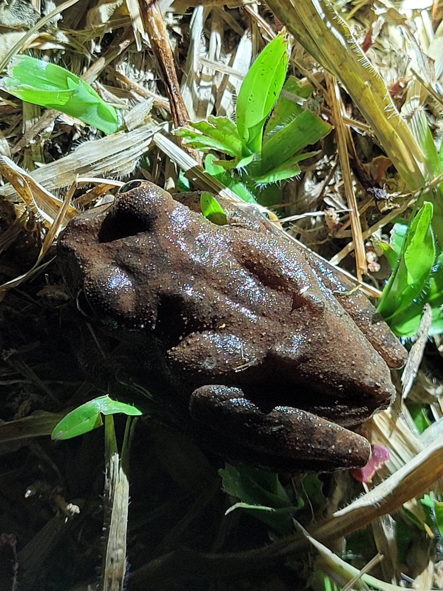 Leptopelis aubryi (Duméril, 1856)
