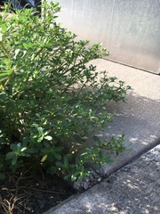 Portulaca oleracea