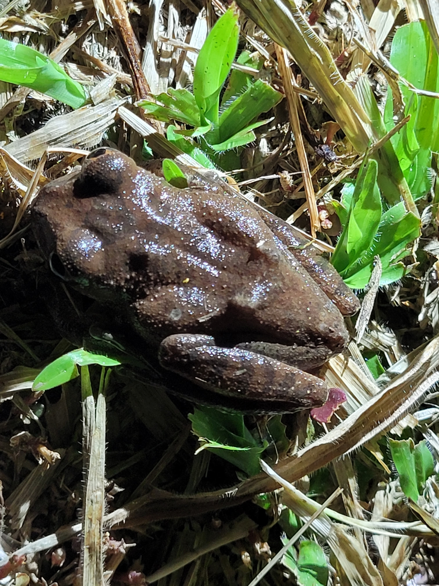 Leptopelis aubryi (Duméril, 1856)