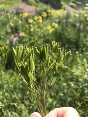 Osmorhiza occidentalis