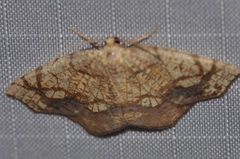 Nematocampa