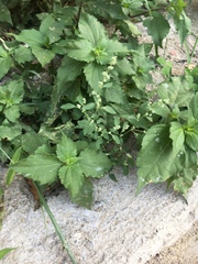 Angiospermae