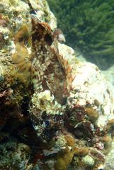 Sebastiscus marmoratus