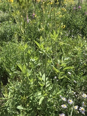 Osmorhiza occidentalis