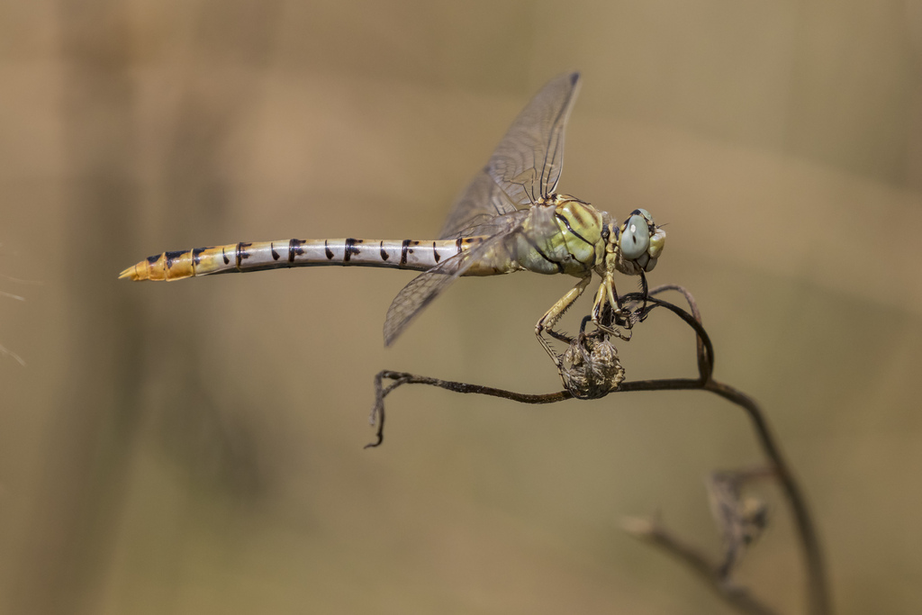 Levant Pincertail