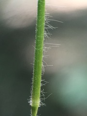 Dichanthelium meridionale