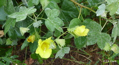 Gossypium tomentosum