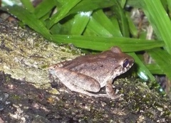 Craugastor fitzingeri