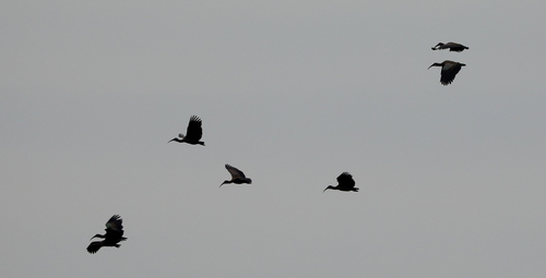 Hadada Ibis