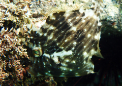 Stephanolepis cirrhifer