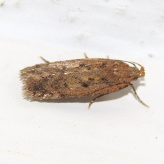 Bryotropha desertella