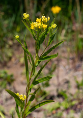 Solidago ohioensis