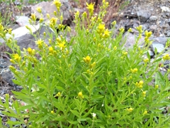 Columbiadoria hallii