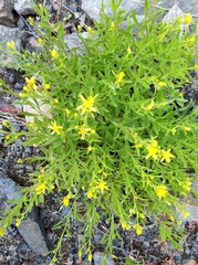 Columbiadoria hallii