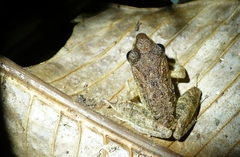 Craugastor fitzingeri