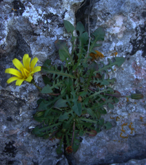 Hypochaeris robertia