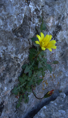 Hypochaeris robertia