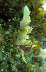 Bornella hermanni