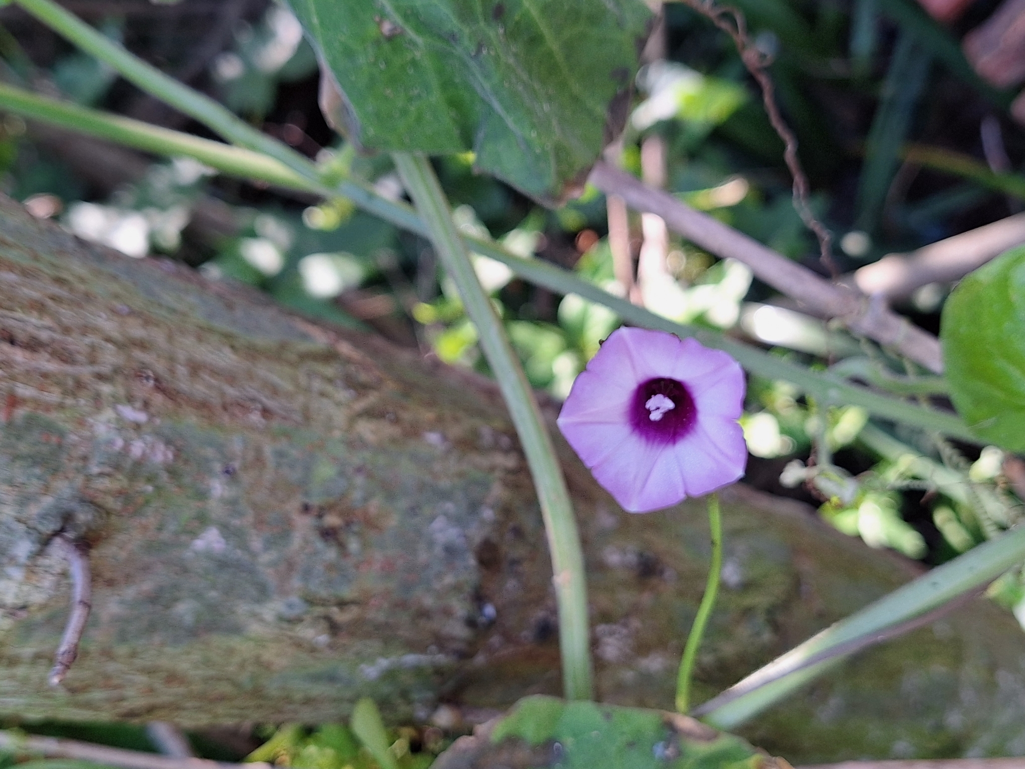 Imagem de Corda-de-viola