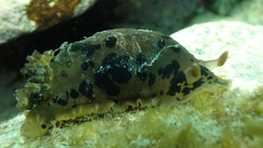 Dendrodoris fumata
