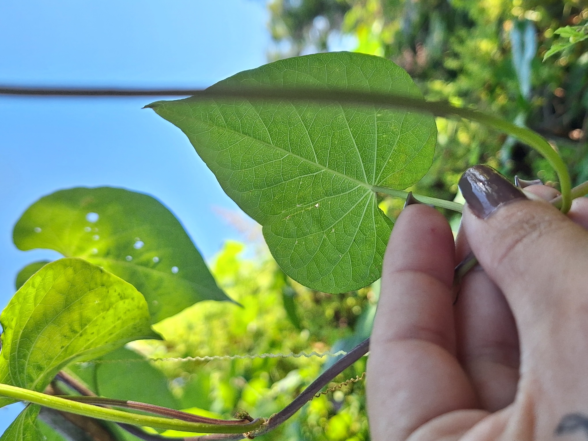 Imagem de Corda-de-viola