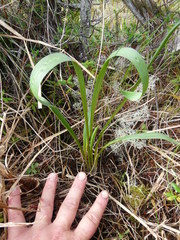 Plantago macrocarpa
