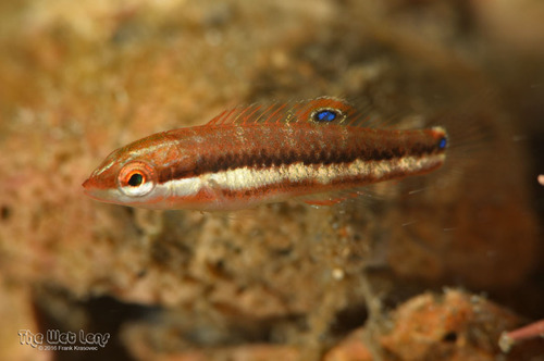 Slippery Dick