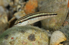 Dwarf Sand Perch photo 2
