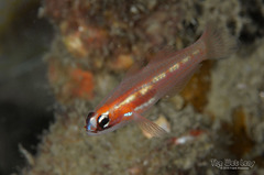 Masked Goby photo 3