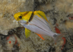 Porkfish photo 2